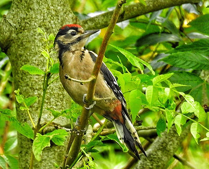 DSCN3726-01 (1)-01.jpeg