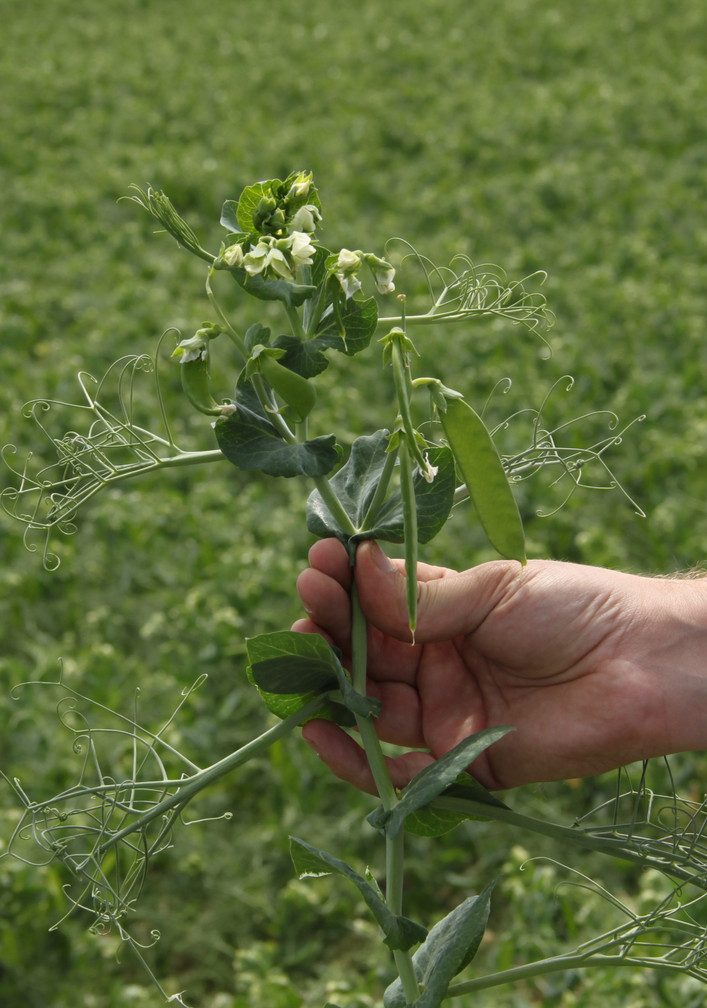 Des légumes pour les consommateurs modernes