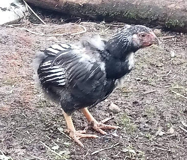 chicks_for_sale_kingston