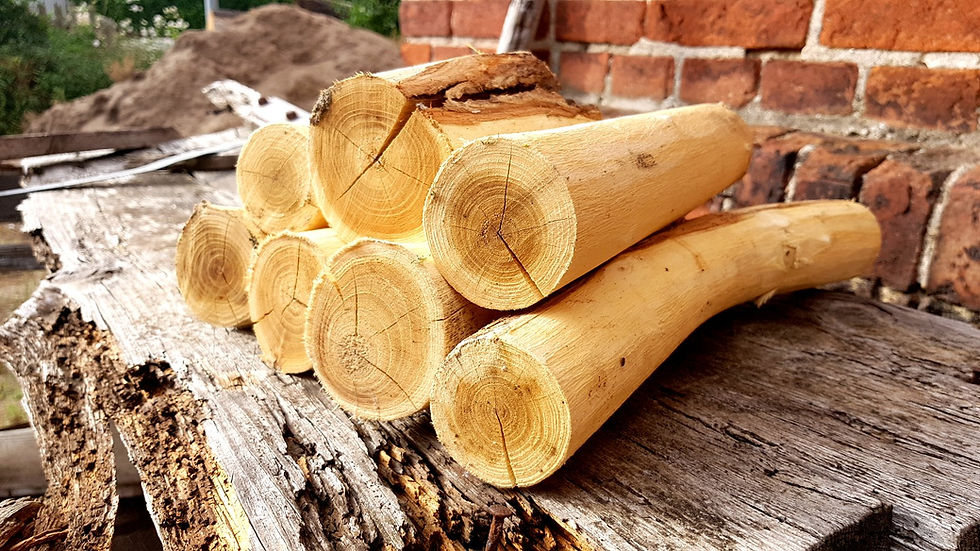 Robinienholz zeichnet sich durch einen hellen Splint und goldbraunes Kernholz aus.
