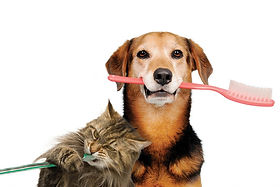 medial-dental-health-dog-cat-brushing-te