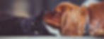 Headings for Training Announcements-2.jpg