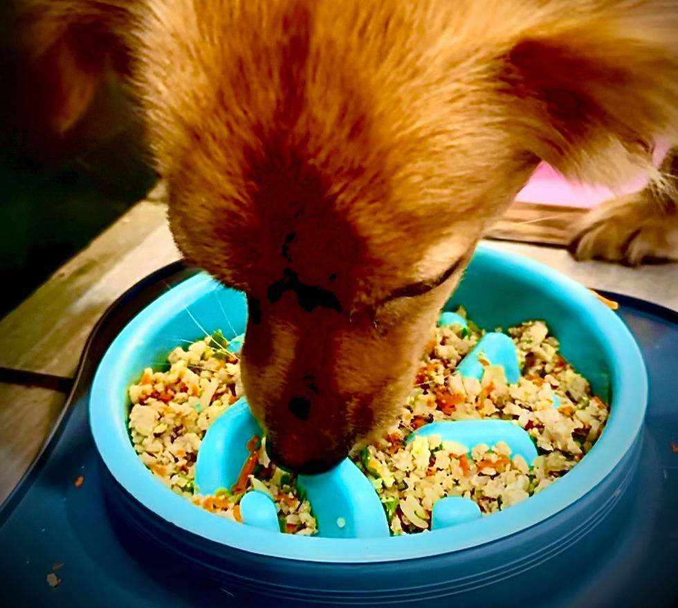High angle view of a dog happily eating fresh homemade dog food