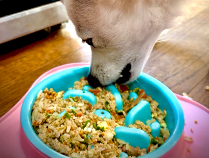 Happy dog eating Pawfect Pantry food.