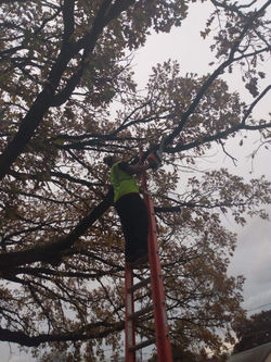 Tree Surgery