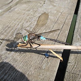 IMG_4717.JPG