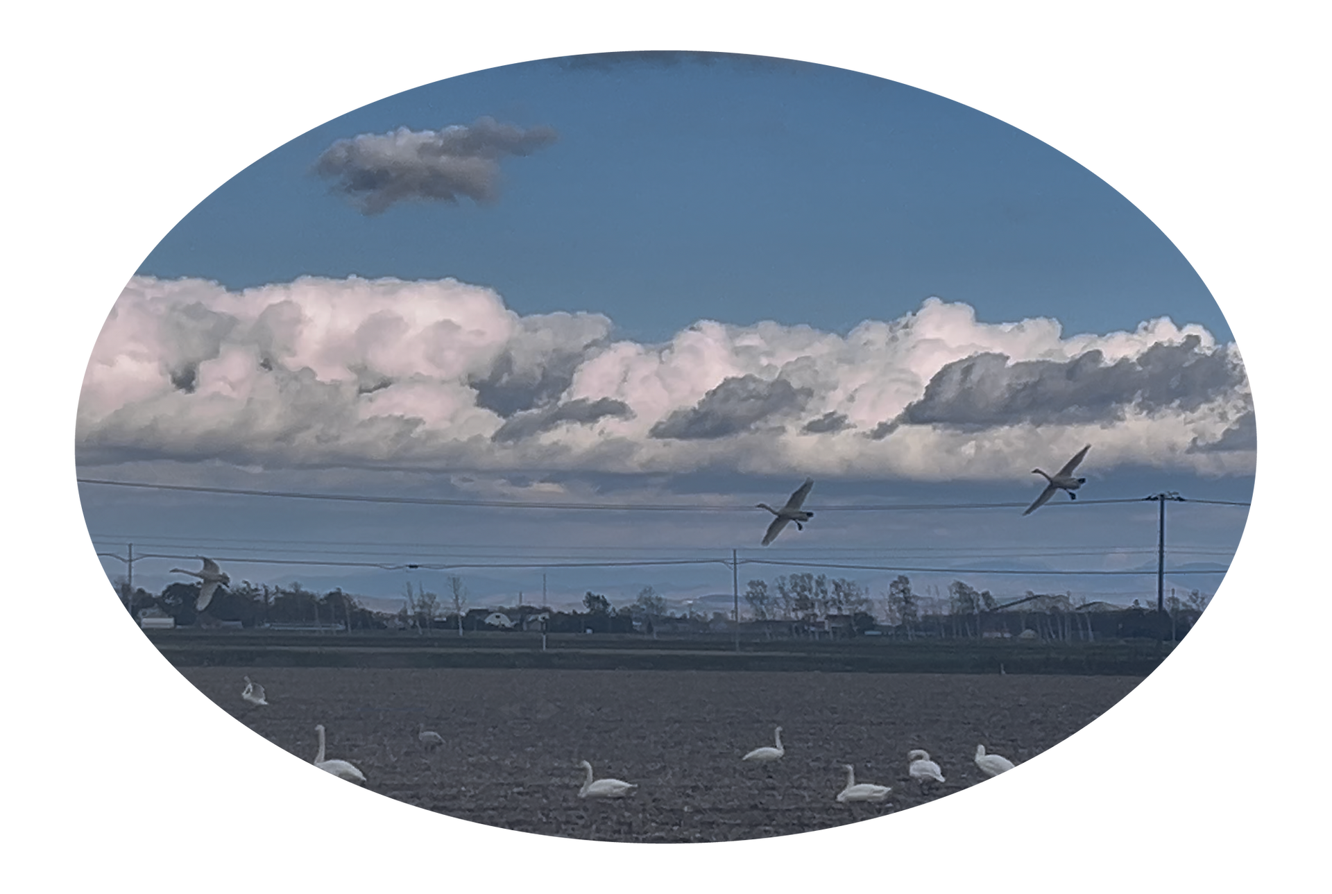 合気村の土地　白鳥