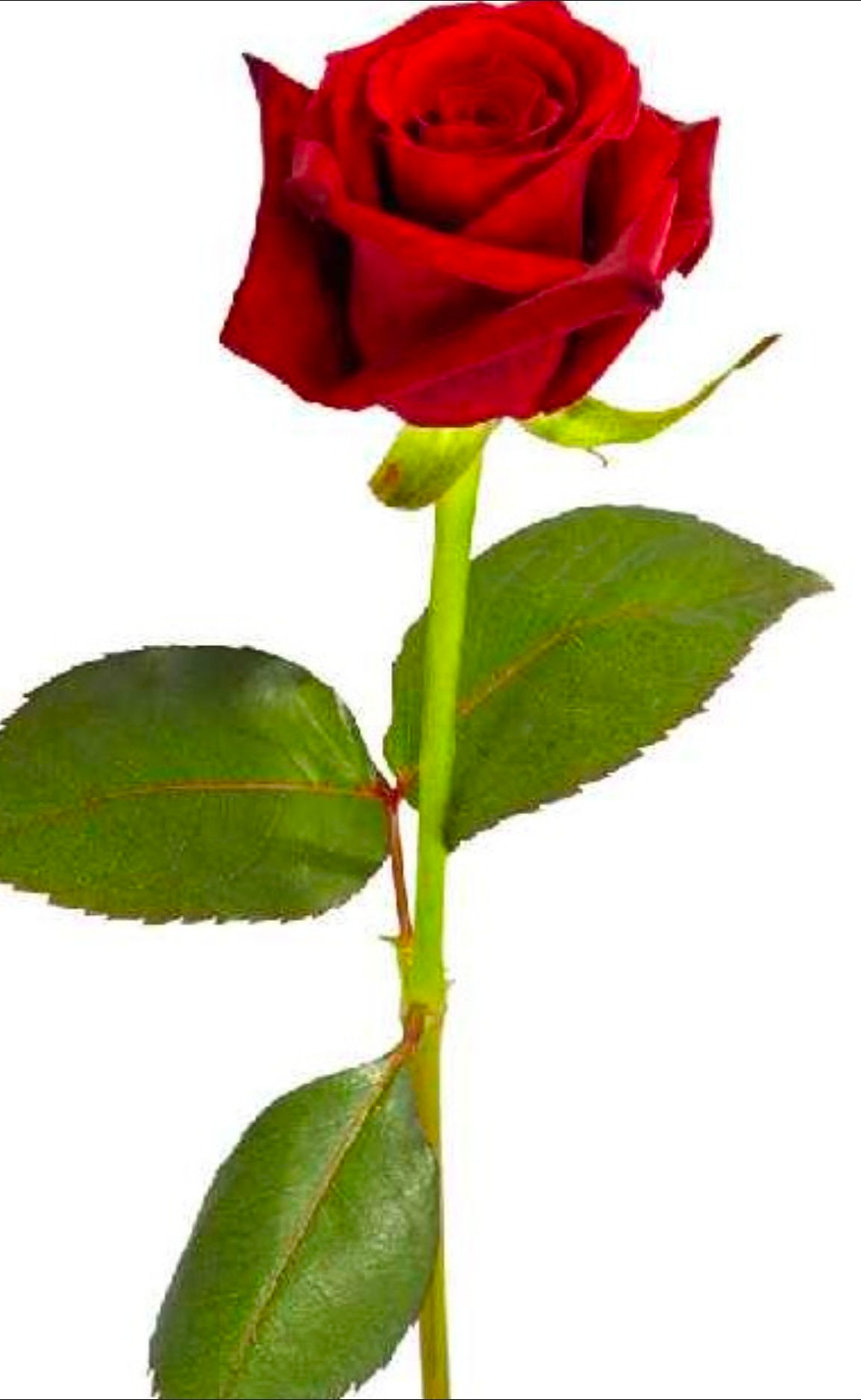 Stem rose