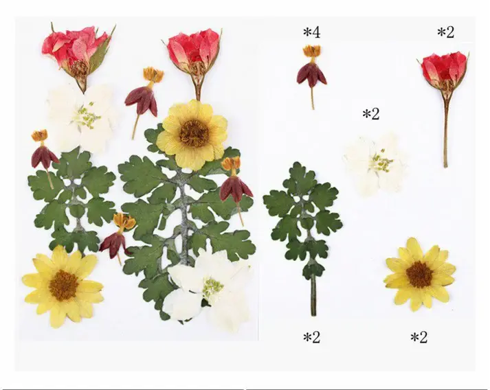 natural real pressed dried mixed flowers