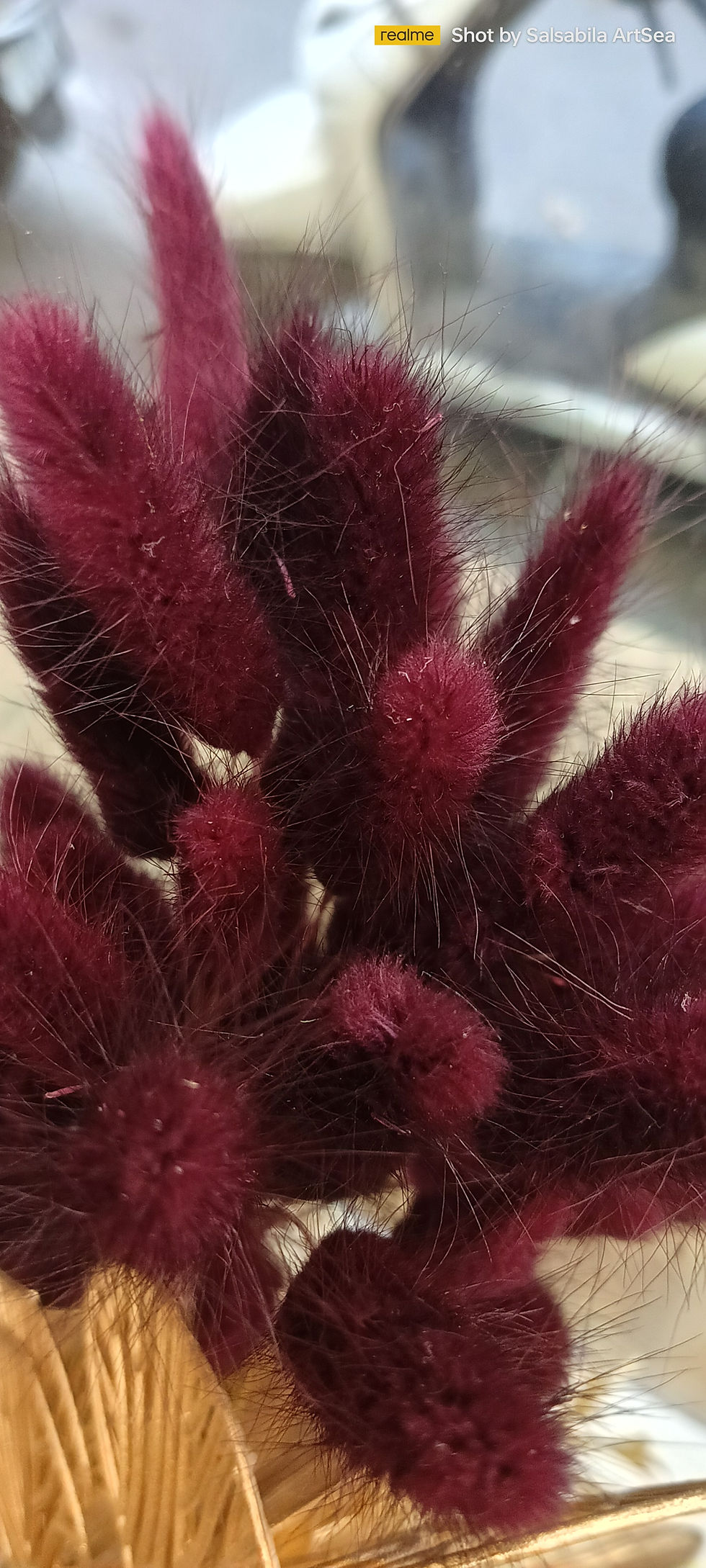 Thumbnail: Bonitail pampas grass