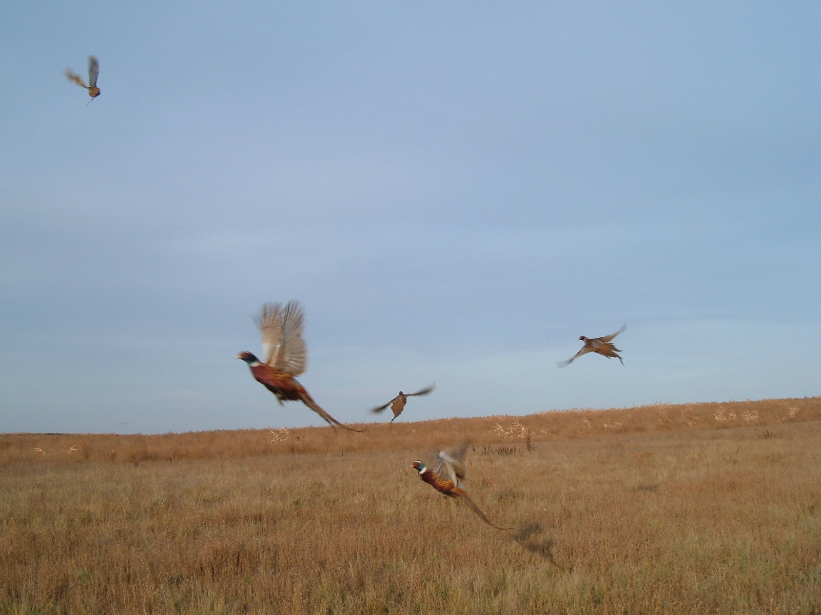 antelope valley sportsman's