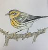 Colored Pencil Composition (Youth)