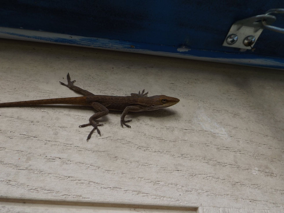 45640406_2374319075918826_2249912287227805696_n