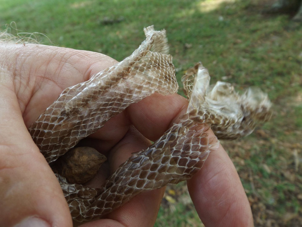 72735658_2971121372905257_6523342396707569664_n