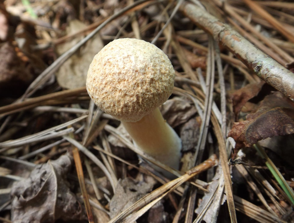 119676650_3874266005924118_4278231065328458397_n