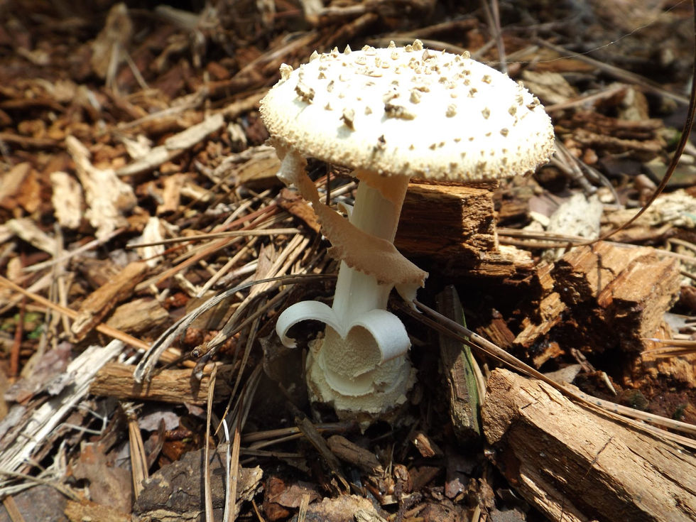 116515921_3708194019197985_1735290637361876073_n