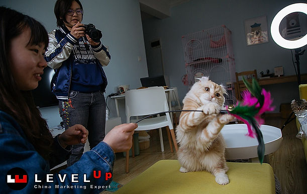ทาสแมวจงเจริญ สาวจีนพลิกโอกาสทำธุรกิจ Start Up แบบแมวๆ