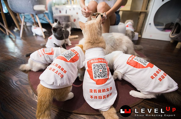 Cat Café ในจีน ให้ลูกค้าเลือกเมนูจาก QR Code บนแมว