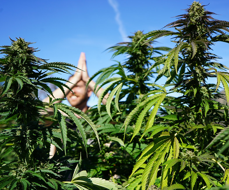 Praying over the Hemp Field