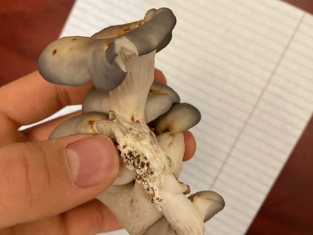 Oyster Mushrooms and Bacterial Botch