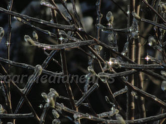 Nature de diamants - Photographie originale de Carole-Diane. Tous droits d'auteur réservés.
