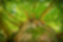 tree_aesthetic_branches_forest_log_crown