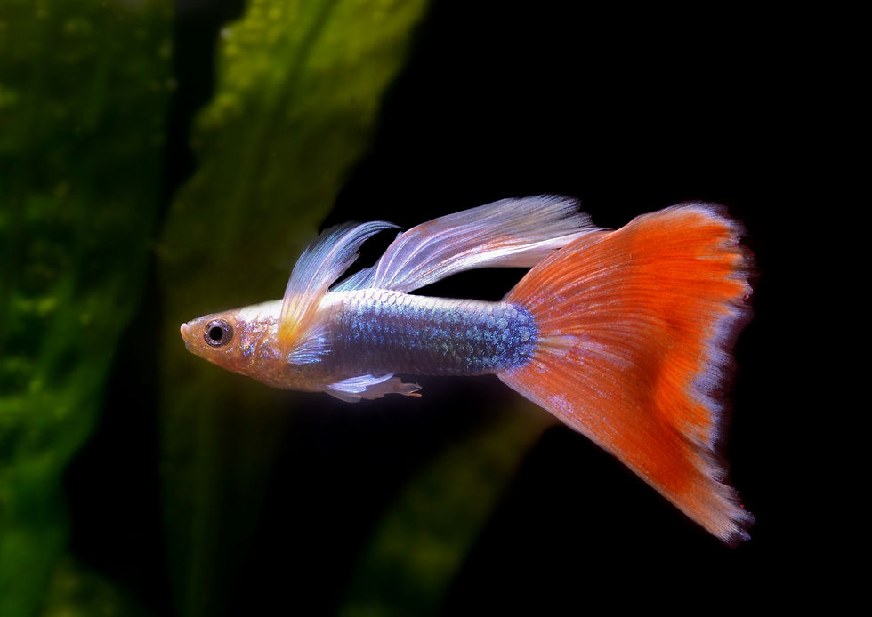 P. reticulata - Santa Claus