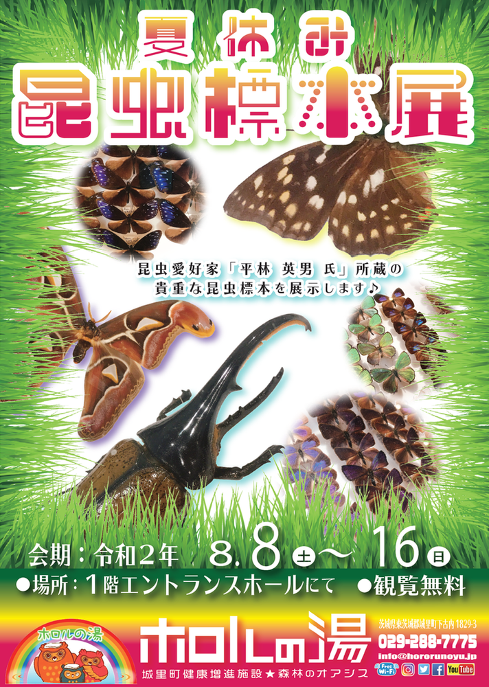 昆虫標本展 開催中8 8 16