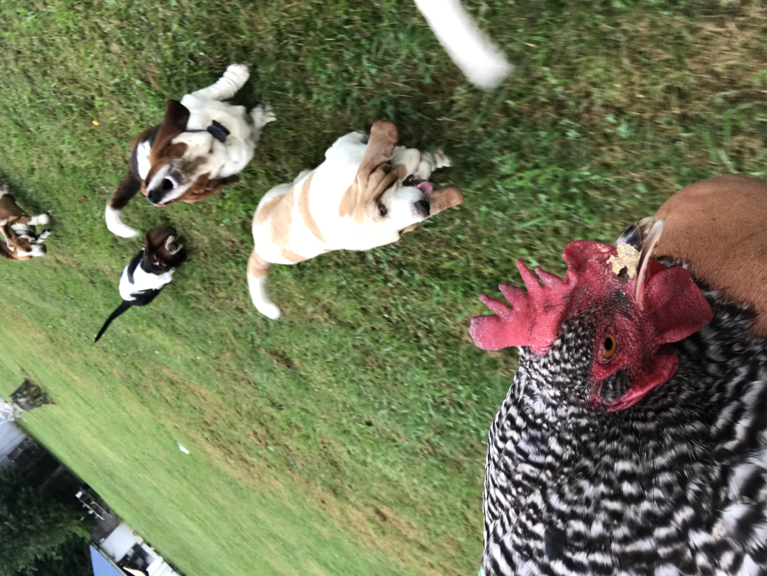 Chicken Rescue