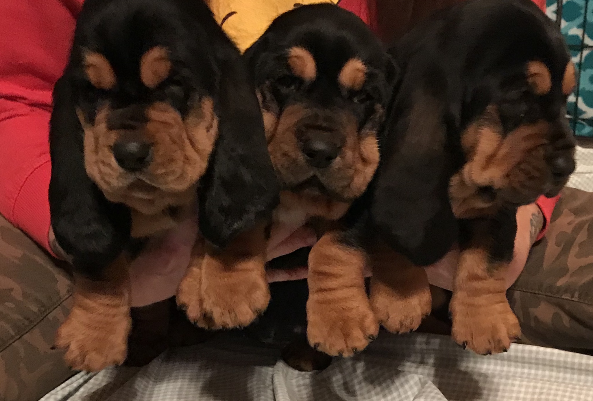 Triplets