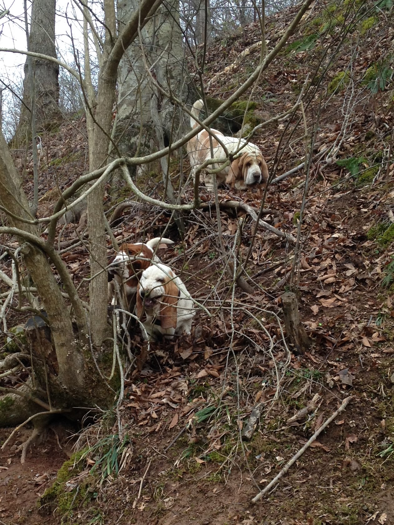 Mountain Goats
