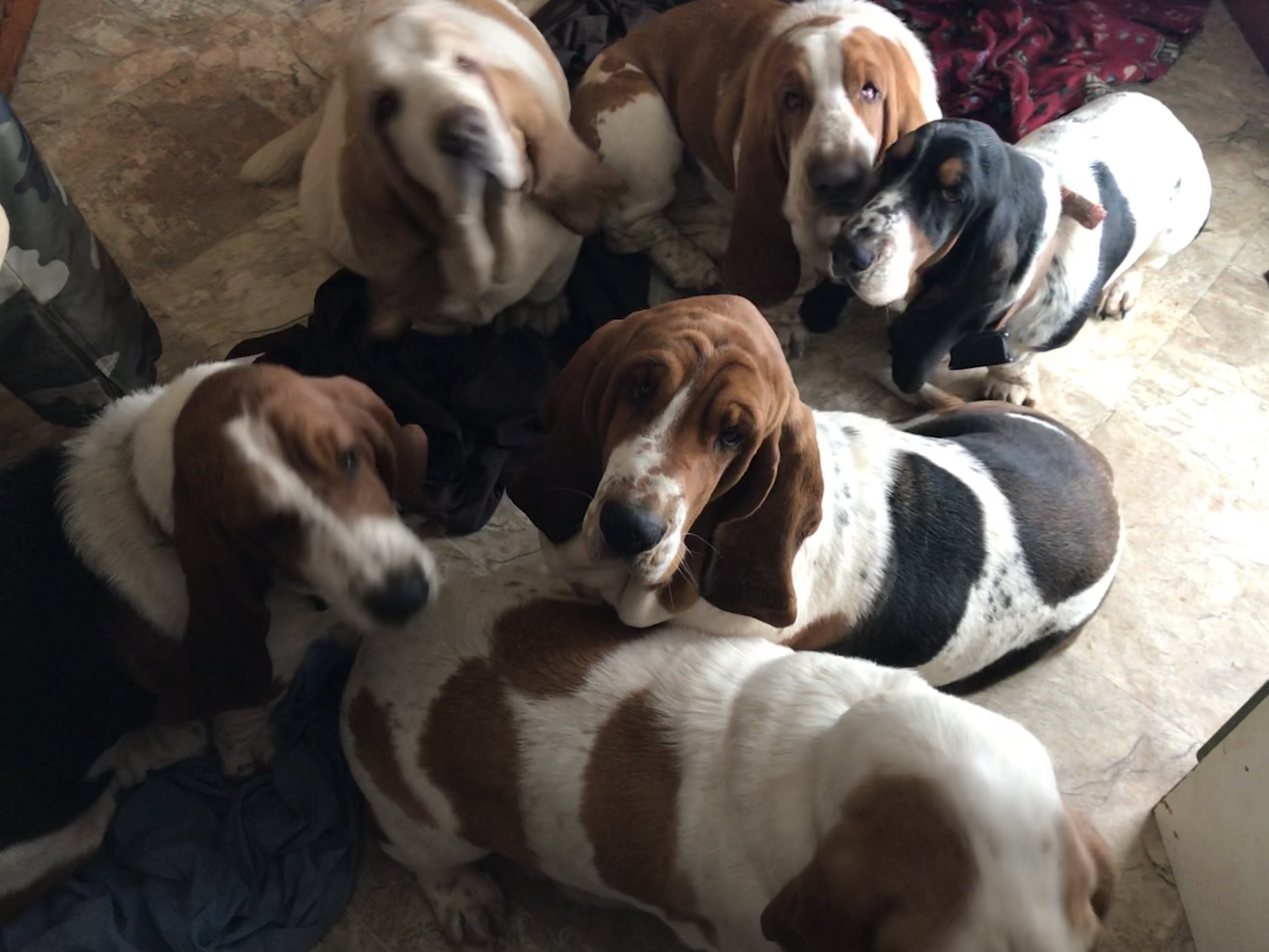 you know we smell dinner don't you??