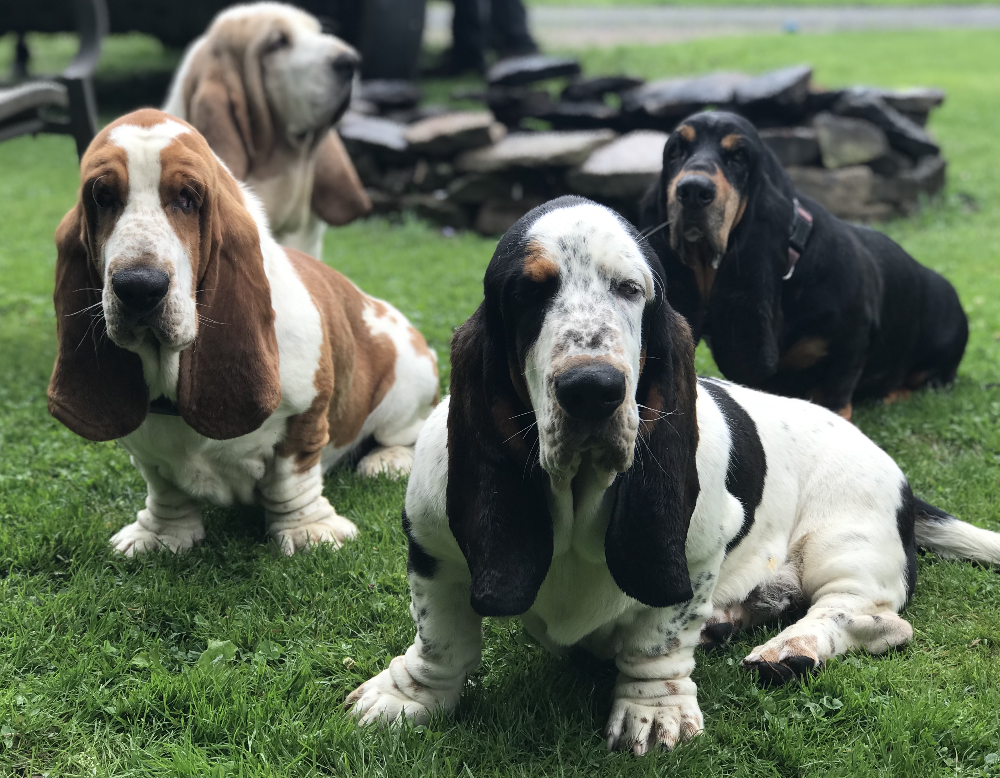 The Gang