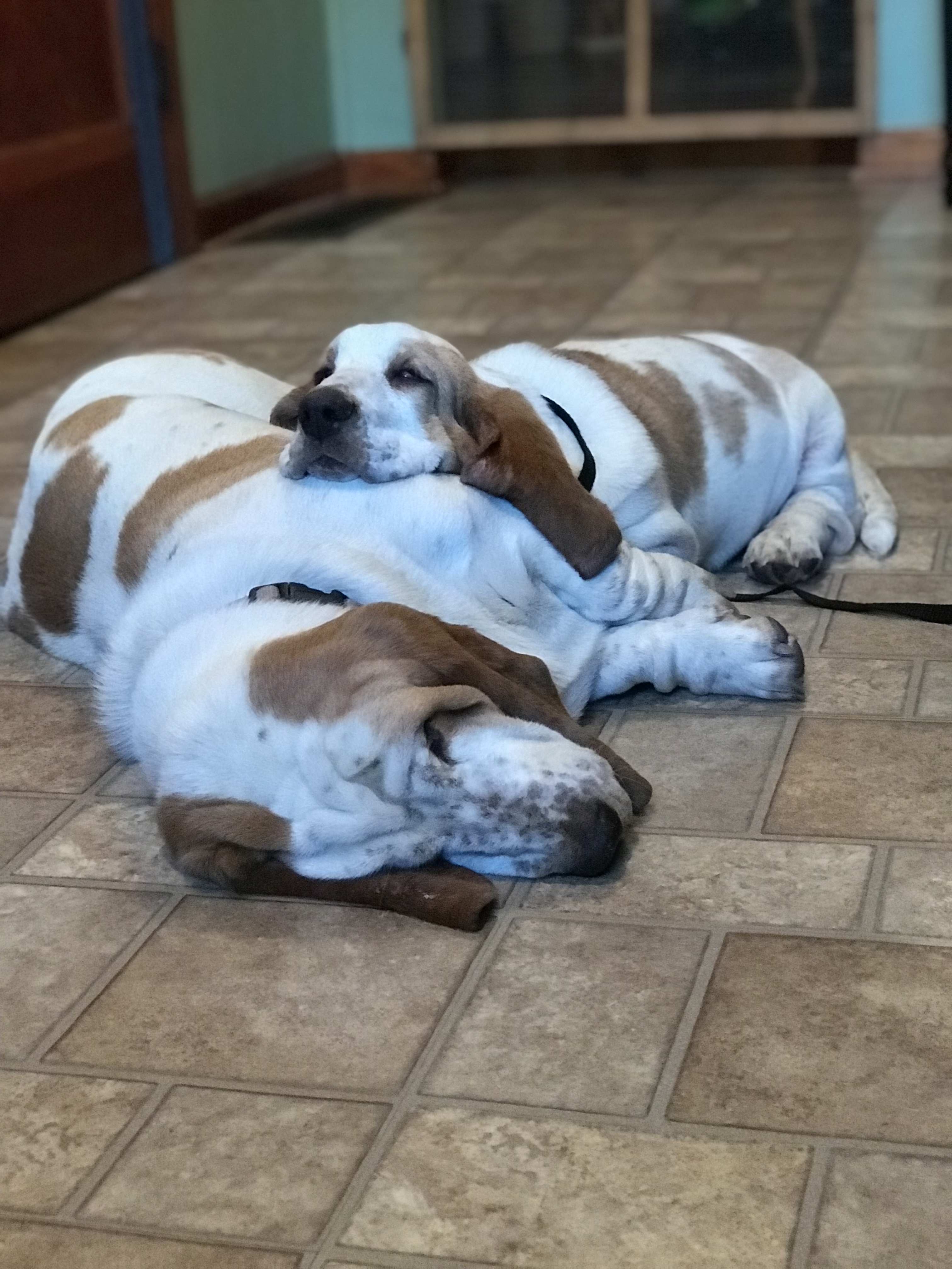Thanksgiving Tryptophan Coma