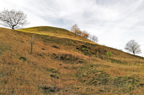 Přírodní rezervace Číčov je udržována chovem ovcí a koz