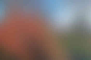 Rudá Srdcovka za obcí Smolnice v lokalitě Přírodního parku Džbánu