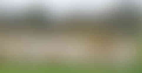 Pýchou pražské ZOO je chov Koně Převalského