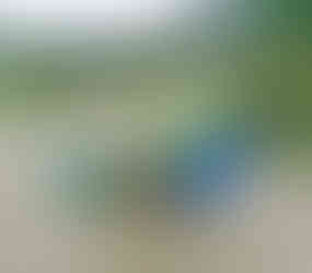 Pávi jsou skutečnými domácími pány na zahradě zámku v Libochovicích