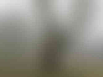 Oskeruše u Košťálova má obvod kmene 500 centimetrů