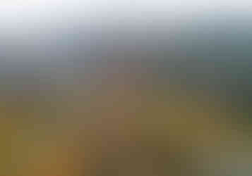 Šestákovu skálu v Přírodní rezervaci Divoká Šárka tvoří buližník