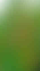 Pohled do větví památného stromu Mišpule německá v Miřejovicích