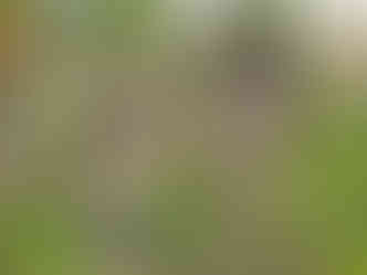 Na hřbitově v Hřivčicích se často objevují pískovcové náhrobky s motivem hvězdy