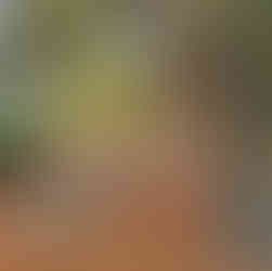 Kaštan už u tvrze v Třebotově shodil listy a vytvořil zlaté zatiší s místní pumpou