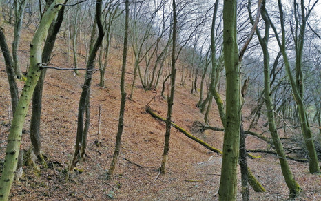 Přírodní památka Vizerka