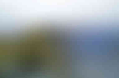 Zakoutí s prastarou borovicí na Nebušické vyhlídce