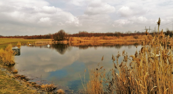 Labutě na jezírku Jordán (Nový Šeberov), který je součástí Přírodní památky Hrnčířské louky