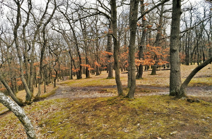 Vrcholová partie skalního hřebene u Vyhlídky Krčský les I