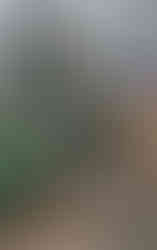 Hrob Josefa Podlipského, lékaře Boženy Němcové a Karla Havlíčka Borovského na pražských Olšanských hřbitovech