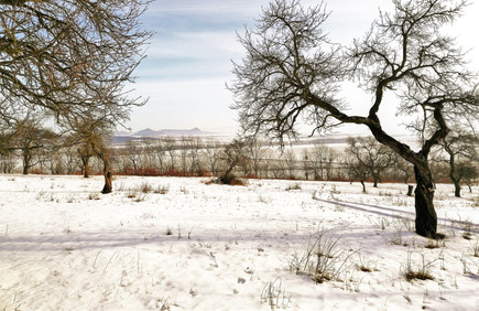 Zimní sad na svahu 306 metrů vysokého kopce Baba