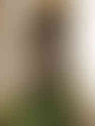 Detail neogotického okna v Zemské porodnice u svatého Apolináře